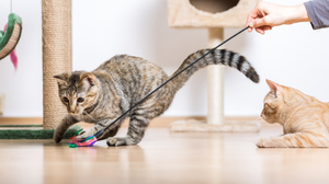 Keeping Pets Active With Toys