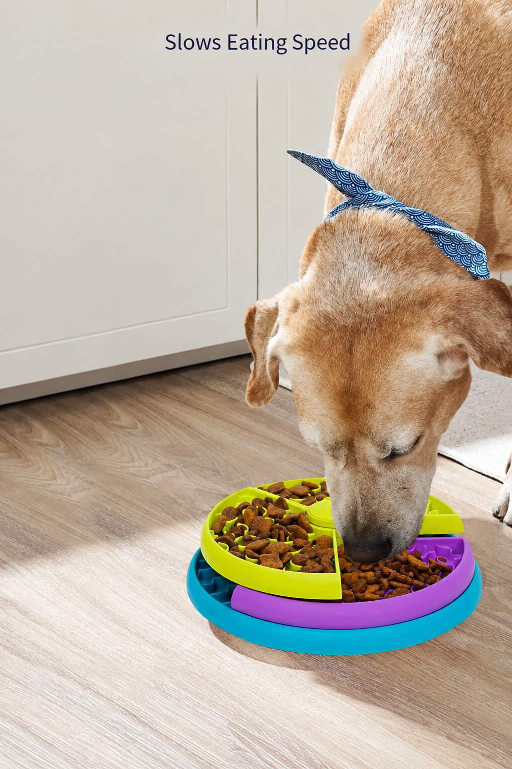 Dog eating from slow feeder bowl