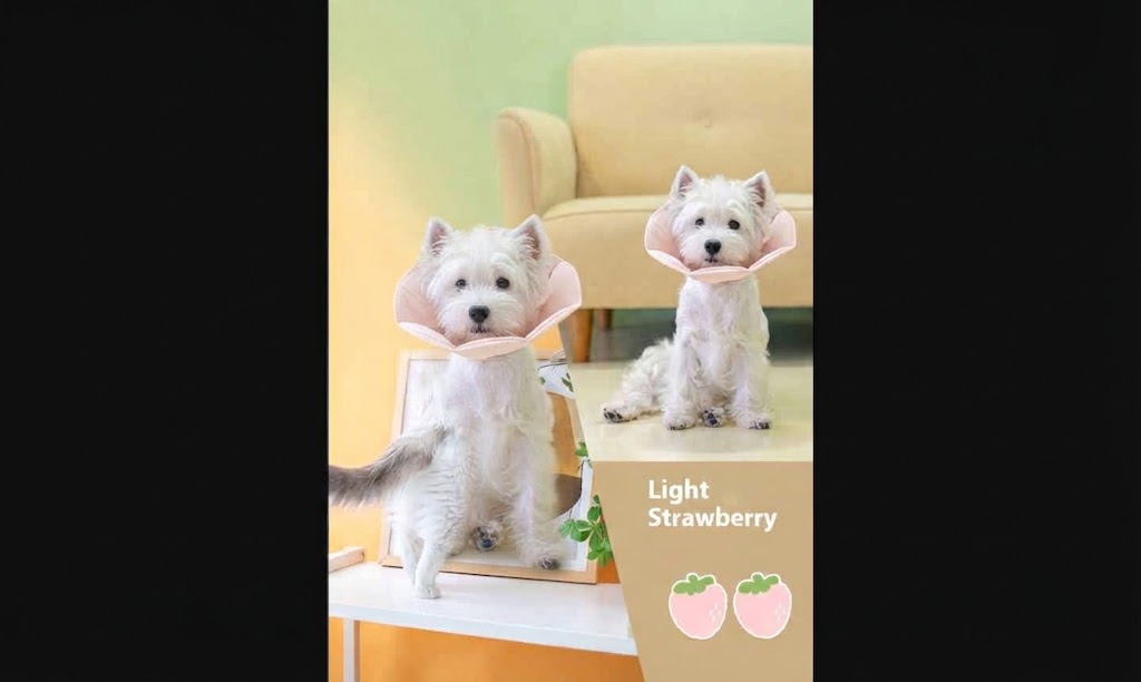 Waterproof Recovery Collar